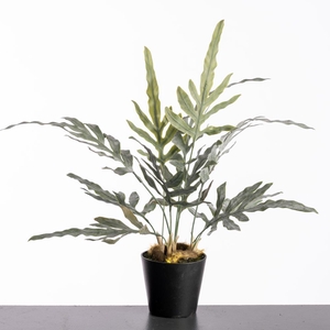 AF Phlebodium pot H41cm Green