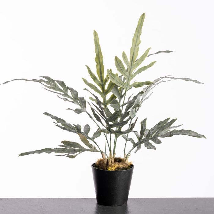 <h4>AF Phlebodium pot H41cm Green</h4>
