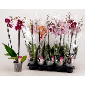 PHAL GEM