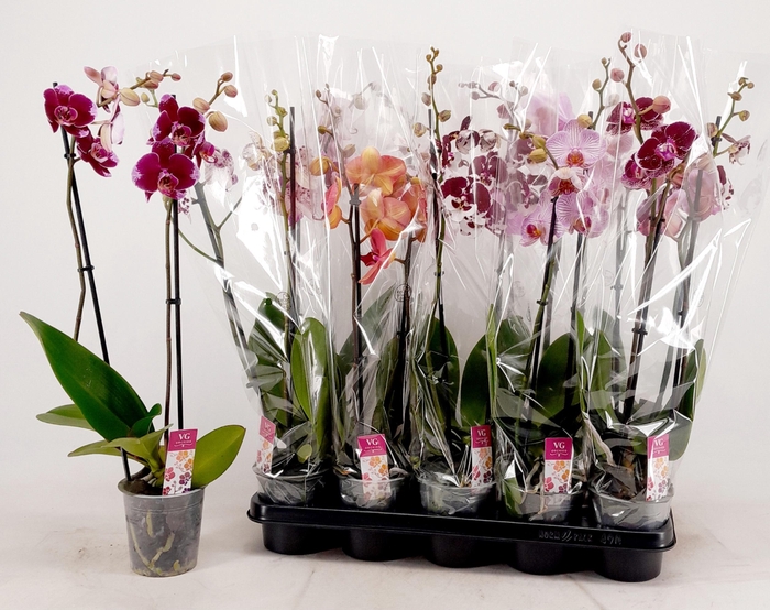 <h4>PHAL GEM</h4>