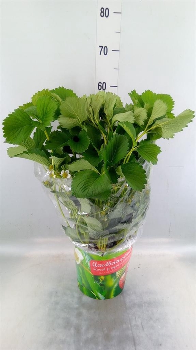 <h4>Fragaria   ...</h4>