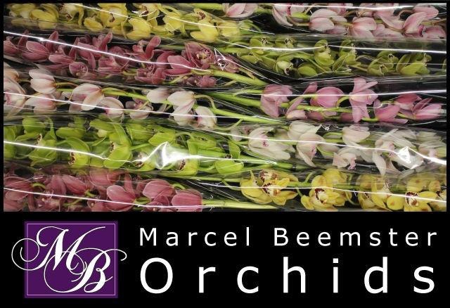 <h4>CYMB MI GEM</h4>