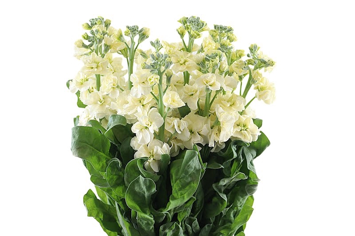 <h4>Matthiola Yellow Extra</h4>