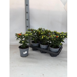 SOLANUM OV