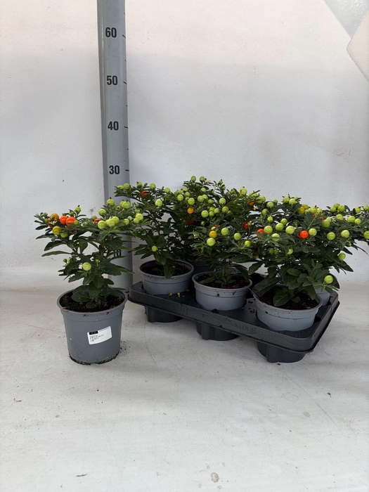 <h4>SOLANUM OV</h4>