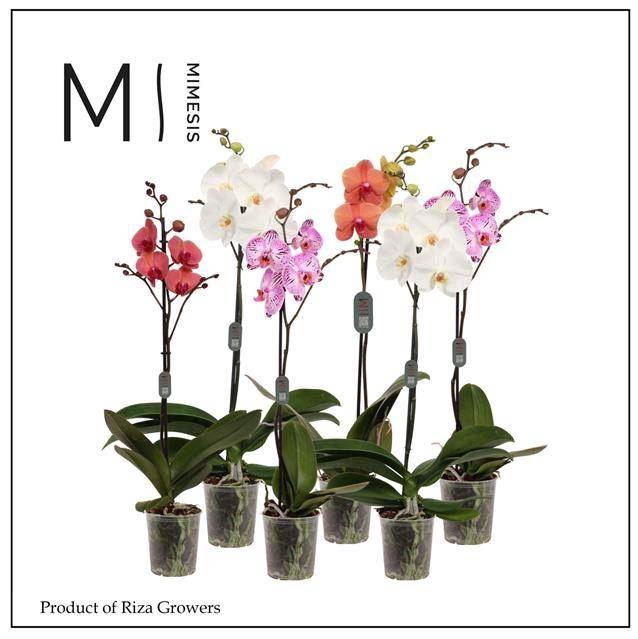 <h4>Phalaenopsis gemengd</h4>
