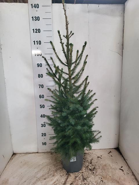 <h4>PICEA OMORIKA</h4>