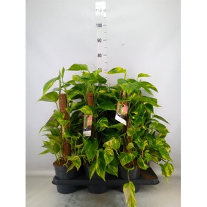 Epipremnum pinn.   ...moss stick