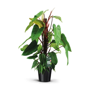 Philodendron Red Emerald Kratiste