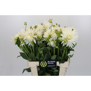 Dahlia Tutu