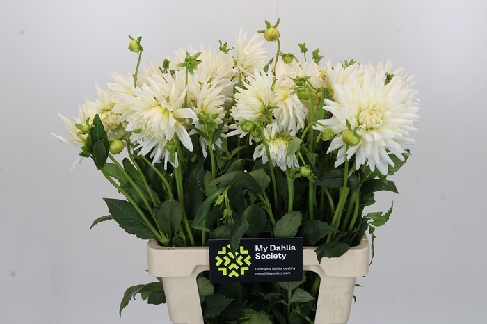 <h4>Dahlia Tutu</h4>