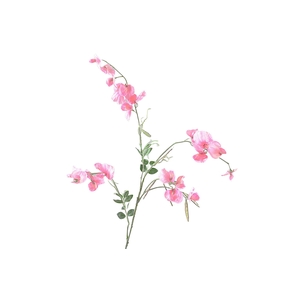 Lathyrus Pink