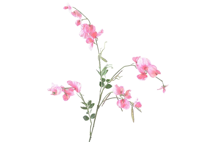 Lathyrus Pink