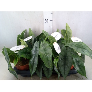 Alocasia   ...
