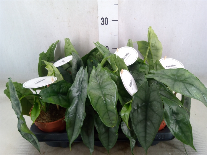 <h4>Alocasia   ...</h4>