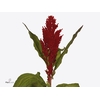 Celosia Pl. Century Rood