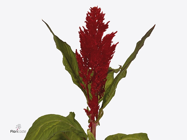 Celosia Pl. Century Rood