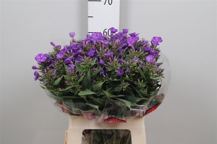 <h4>Phlox P Van Gogh</h4>