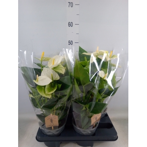 Anthurium andr. 'Cocos'