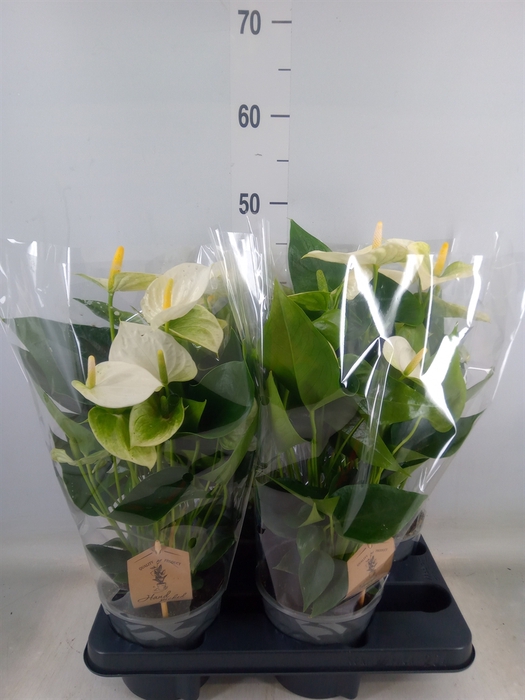 <h4>Anthurium andr. 'Cocos'</h4>