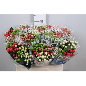 Hyp Coco Colours Gem