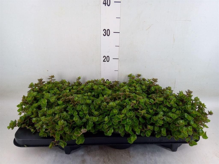 <h4>Callisia repens</h4>
