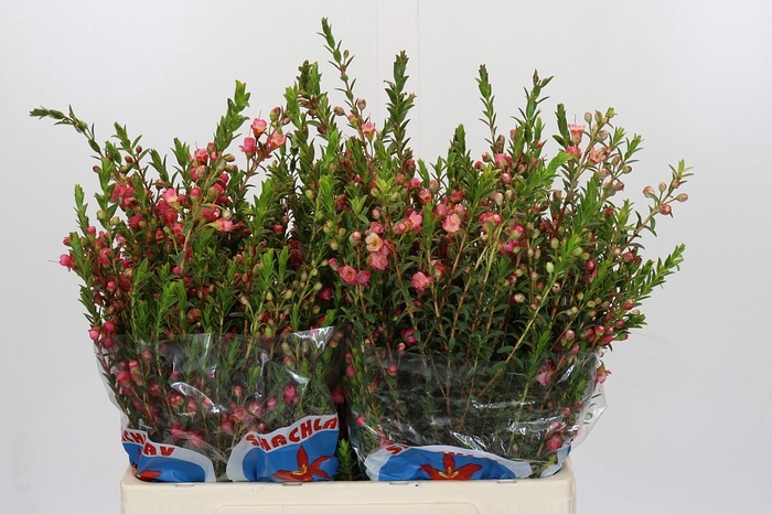 <h4>Chamecordia Rey</h4>