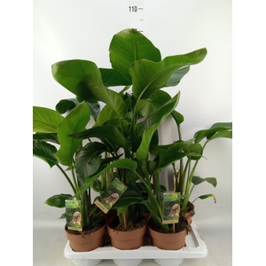 Strelitzia nicolai