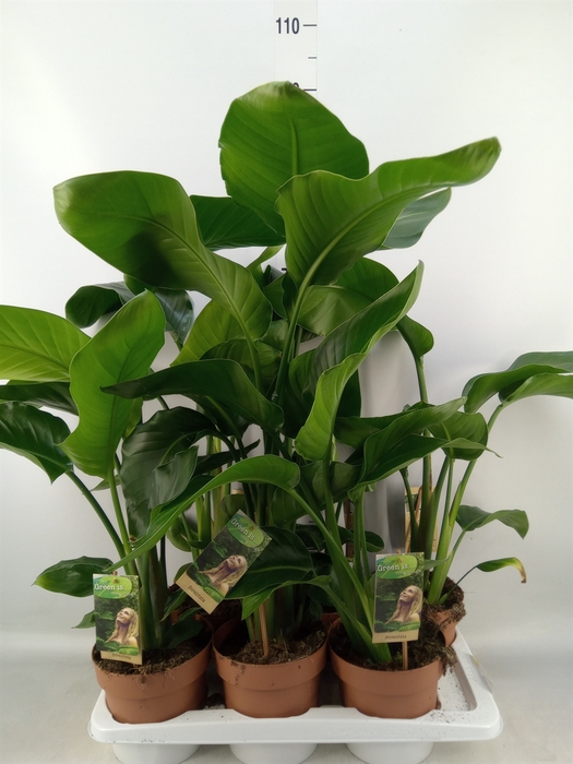 <h4>Strelitzia nicolai</h4>