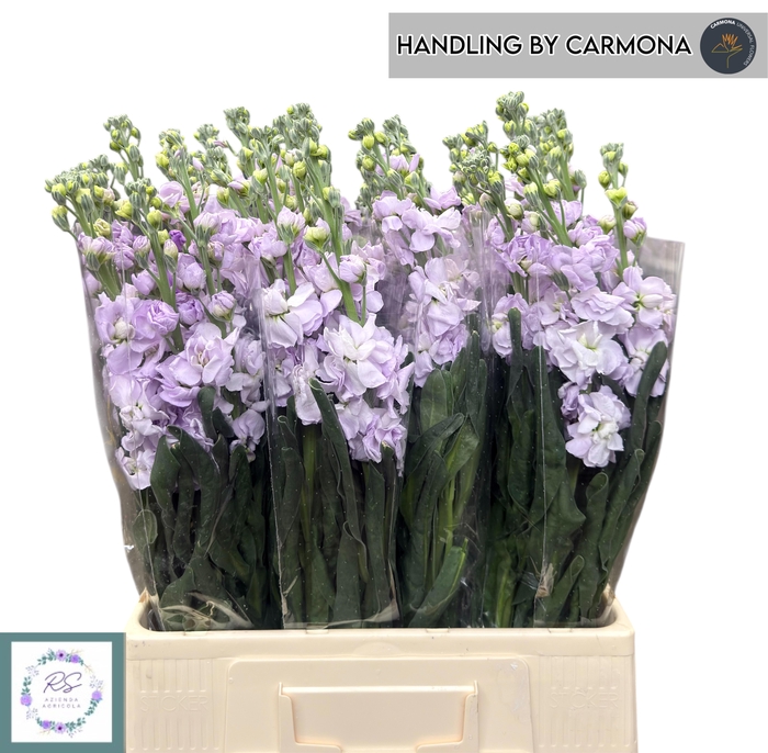 <h4>MATTH IRON MARINE</h4>