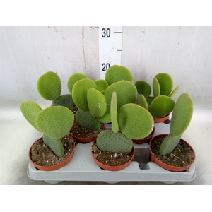 Opuntia