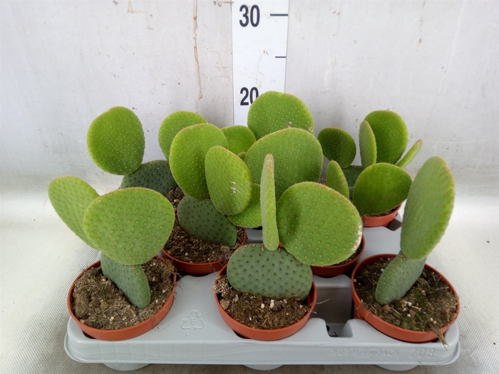 <h4>Opuntia</h4>