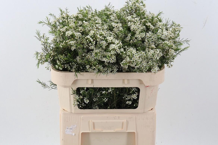 <h4>Cham Blizzard</h4>