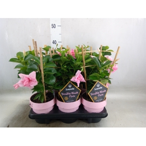 Mandevilla  'Sundavil Dbl Blush Pk'
