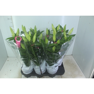 LIRIO P16 ROSA