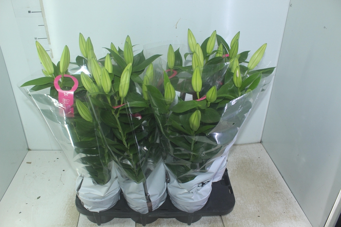 <h4>LIRIO P16 ROSA</h4>