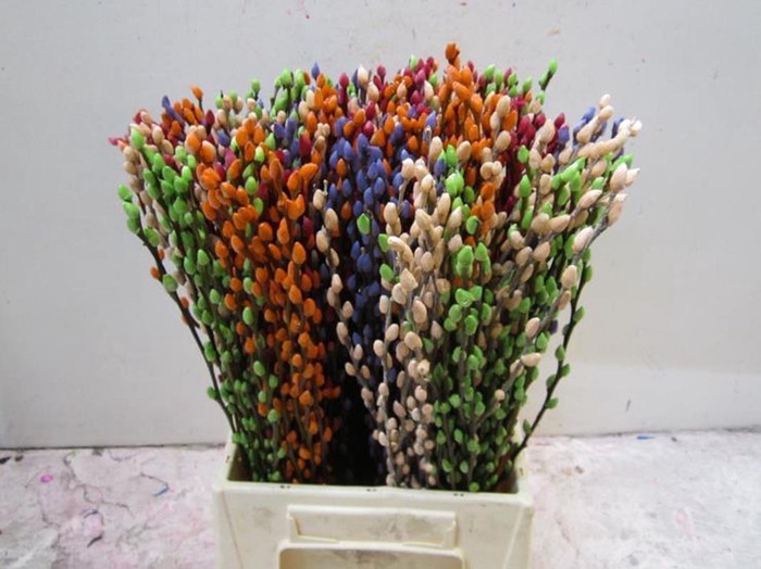 <h4>Sali Katje Mix L50</h4>