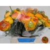 Ranunculus asiaticus 'Aazur Orange Stripes'