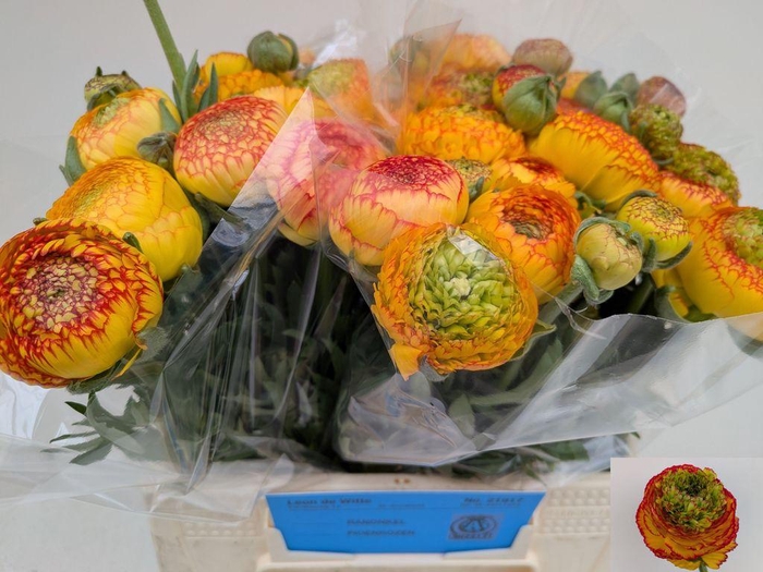 Ranunculus asiaticus 'Aazur Orange Stripes'