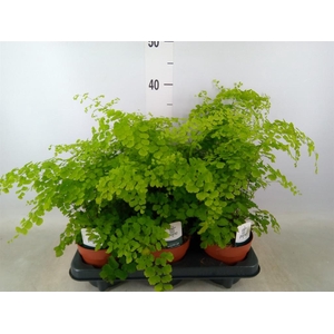 Adiantum raddi. 'Fragrans'