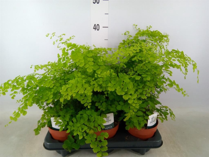 <h4>Adiantum raddi. 'Fragrans'</h4>