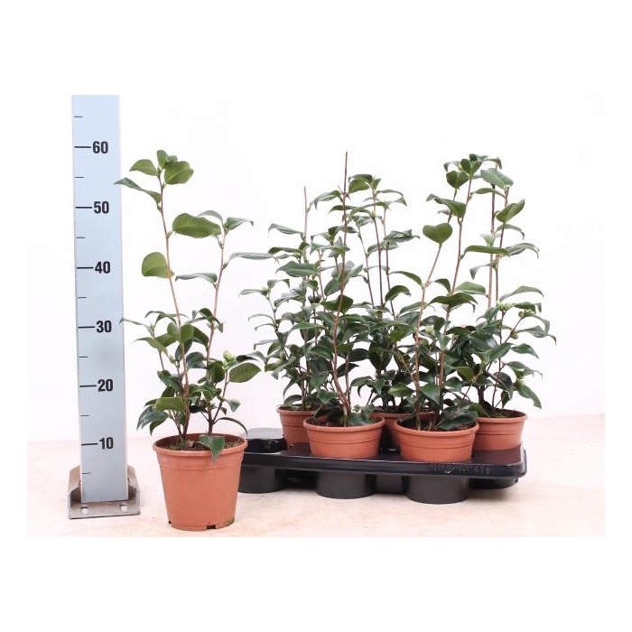 <h4>CAME JAPONICA</h4>