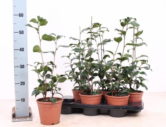 <h4>CAME JAPONICA</h4>