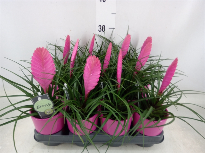 <h4>Tillandsia cyanea 'Vincent'</h4>