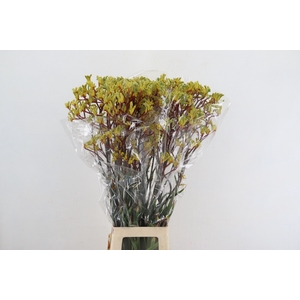 ANIGOZ EMMA YELLOW 090CM