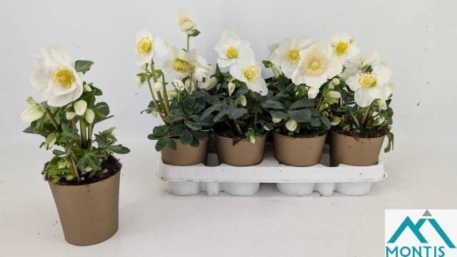 <h4>HELL NI CHR CAROL</h4>