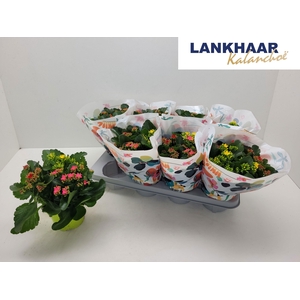 KAL EN GEM IN POT