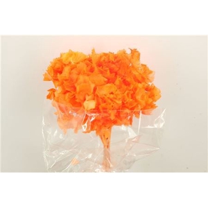 Pres Hydr Orange Bunch Head 16-18cm