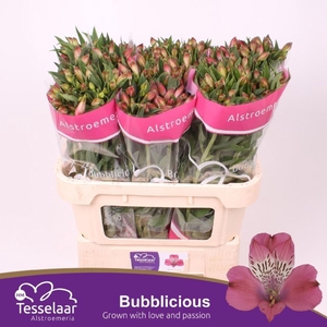 Alstr Bubblicious