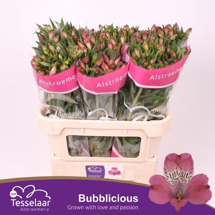 <h4>Alstr Bubblicious</h4>